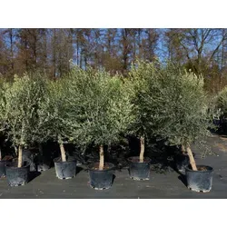 Olivenbaum 20 Jahre, 180 - 220 cm - Winterhart & Hochwertig - 8x Olivenbaum Olea Europaea in Premiumqualität, mit dickem Stammumfang von 20-30 cm, ideal für Gärten und Terrassen, winterhart und pflegeleicht.