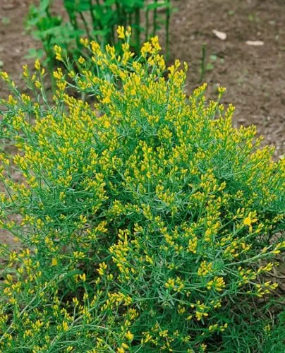 Genista Anglica Englischer Ginster 2 Liter Container - Der Englische Ginster ist ein dekorativer Blütenstrauch mit leuchtend gelben Blüten, ideal für Gruppenpflanzungen oder als Blickfang im Garten. Pflegeleicht und winterhart, bringt er Farbe und Struktur in jeden Garten.