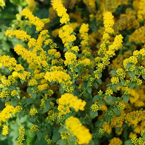 Blumixx Stauden Solidago sphacelata 'Golden Fleece' - Gefleckte Goldrute gelb