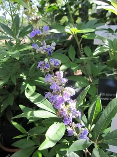 Vitex agnus-castus latifolia von Baumschule
