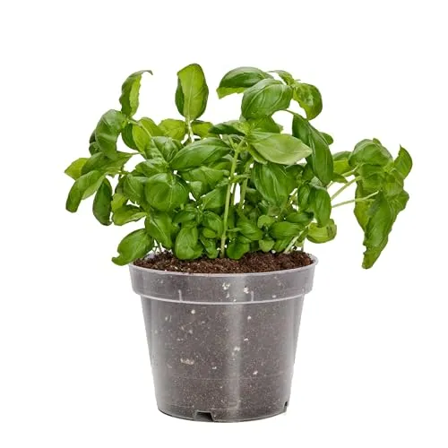 Garronda Blumentopf Orchideentopf Transparent runder Übertöpfe für Zimmerpflanzen Pflanzentopf Pflanztöpfe Kunststoff in verschiedenen Größen GD-0024 (Transparent, ⌀ 13cm H 10,4cm)