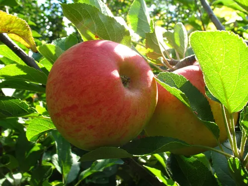 Zwergapfelbaum »Elstar«, 1 Spindel, 1,8