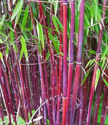 BALDUR Garten Roter Bambus 'Chinese Wonder' im 13 cm-Topf - Winterharter, schnell wachsender Bambus, ideal für Gärten. Pflegeleicht, benötigt wenig Aufwand und bietet eine ansprechende Höhe von bis zu 300 cm.