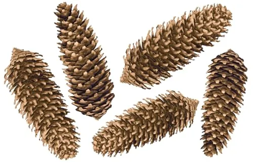 ZauberDeko Zapfen Gold Fichtenzapfen Natur Deko Basteln Weihnachten Weihnachtsdeko 5 Stück