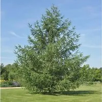 Japanische Lärche 40-60cm - Larix kaempferi