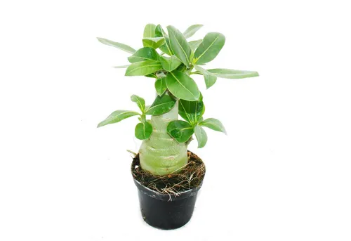 Kleine Wüstenrose Adenium Surprise, 9-cm-Topf - Einzigartige Blütenfarbe - Die Kleine Wüstenrose ist ein pflegeleichter Blickfang für Ihr Zuhause. Mit ihrem kompakten 9-cm-Topf und der Überraschungsblütenfarbe bringt sie Farbe in jeden Raum. Ideal für helle Standorte und einfach in der Pflege.