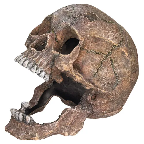 Nobby Aquariendeko Totenkopf - Aquarium-Dekoration mit detailgetreuem Totenkopf-Design, hergestellt aus ungiftigem Polyresin – ideal für ein sicheres und stilvolles Unterwasser-Highlight.