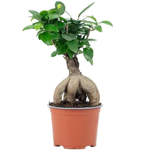Chinesische Feige - pflegeleichte Zimmerpflanze, Ficus Ginseng - Höhe ca. 25 cm, Topf-Ø 12 cm