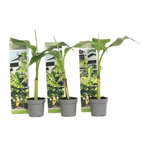 Plant in a Box - Musa Basjoo - Winterharte Bananenpflanze im 3er Set - Obstsamen & -pflanzen, die Musa Basjoo ist winterhart, blüht in nur 3 Jahren und wächst bis zu 180cm pro Jahr!