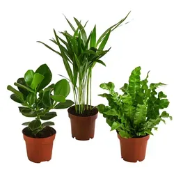 Dehner Pflanzenset Luftreiniger: Balsamapfel, Goldfruchtpalme & Streifenfarn