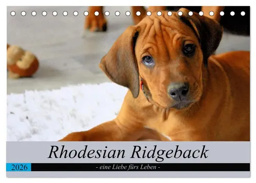 Dagmar Behrens | Rhodesian Ridgeback - eine Liebe fürs Leben (Tischkalender...