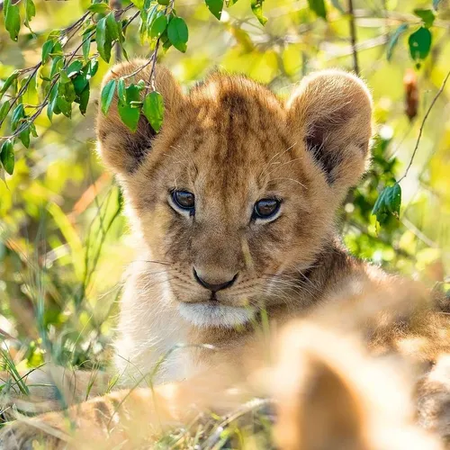 Ravensburger Puzzle 05666 Panda, Tiger und Löwe 3x49 Teile Puzzle