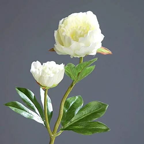 Pfingstrose mit 2 Blüten 60cm weiß-Creme DP Kunstblumen Seidenblumen künstliche Blumen Päonie