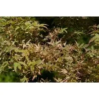 Acer Palmatum Oridono-Nishiki – Japanischer Ahorn mit Buntem Laub 150–175 cm - Exklusiver Japanischer Ahorn mit buntem, handförmig gelapptem Laub. Ideal als Ziergehölz für stilvolle Gartenbilder und Kübelpflanze. Brillante Farben im Herbst sorgen für eindrucksvolle Akzente.