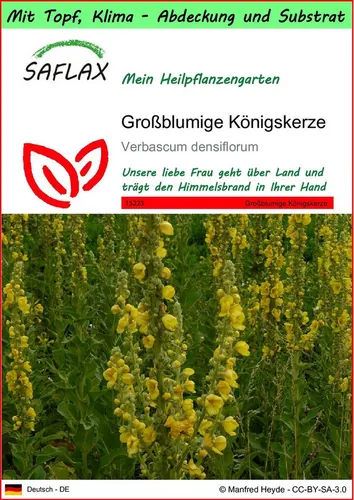 SAFLAX Blumensamen SAFLAX - Garden to go - Großblumige Königskerze
