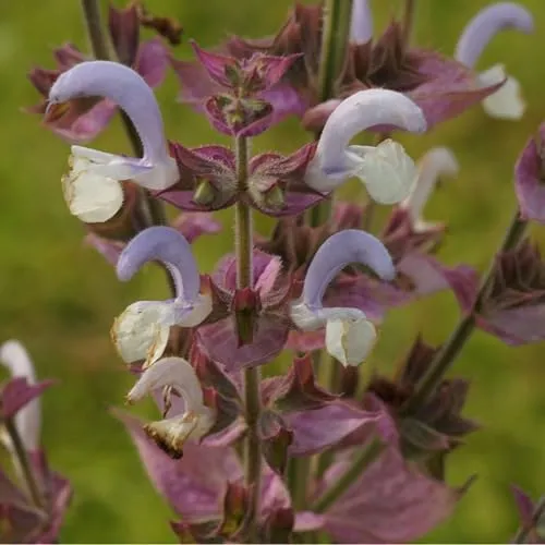 Blumixx Stauden Salvia sclarea – Muskatellersalbei im 0,5L Topf – winterhart, bienenfreundlich, duftend – hellviolett blühende Staude für Beet & Garten