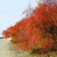 Cotoneaster acutifolius 150-175 cm – Zierstrauch mit Blüten und Früchten - Der Cotoneaster acutifolius ist ein pflegeleichter Zierstrauch, der mit dekorativen Blüten und glänzenden Früchten begeistert. Ideal für strukturierte Pflanzungen in Garten oder Terrasse.