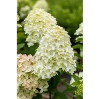 Rispenhortensie Magical Candle R 40-60 cm - Elegante Rispenhortensie mit beeindruckenden, farbwechselnden Blüten von Juli bis Herbst. Ideal für Beete, Rabatten oder als Kübelpflanze. Wächst buschig und gut verzweigt, perfekt für sonnige bis halbschattige Standorte.