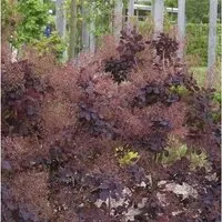 Perückenstrauch Winecraft Black 40-60cm - Cotinus coggygria
