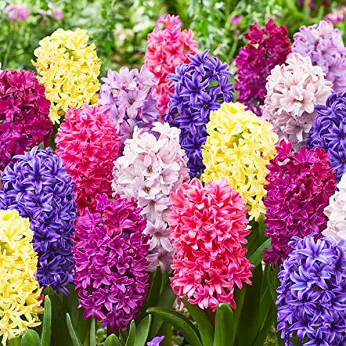 Budget Mix Hyazinthen (15 Zwiebeln) - Blumenzwiebeln Mischung aus Holland, mit 3 Sorten in verschiedenen Farben für einen bunten Frühlingsgarten. Winterhart und mehrjährig, ideal für Garten, Topf oder Glas.