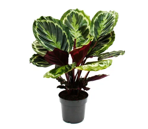 Exotenherz Calathea Medaillon - Ausgefallene Zimmerpflanze - Zimmerpflanze mit einzigartigem Blattmuster, ideal für dunklere Standorte. Pflegeleicht und perfekt für Liebhaber des Extravaganten.