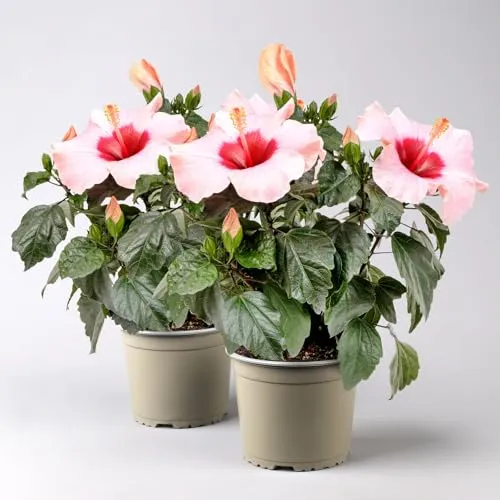 Pflanzen-Kölle Pflanzen von Pflanzen-Kölle