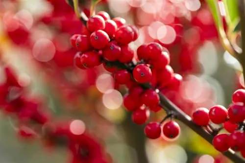 Ilex verticillata - Winterbeere mit leuchtend roten Beeren - Winterhart und pflegeleicht, ideal für Hecken und Rabatten. Zieht Vögel an und setzt winterliche Akzente im Garten.
