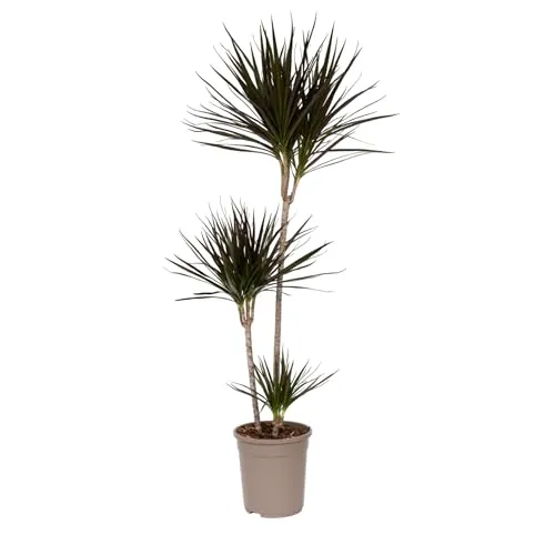 Dracaena Marginata von Plant in a Box