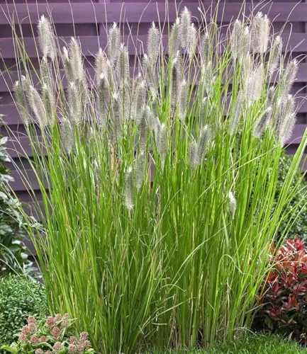BALDUR Garten Gräser Lampenputzergras 'Magic', 10 St. - Das winterharte Lampenputzergras 'Magic' überzeugt durch seine aufrechten Halme und die attraktiven Blüten. Ideal für Staudenrabatten und pflegeleicht – eine Bereicherung für jeden Garten!