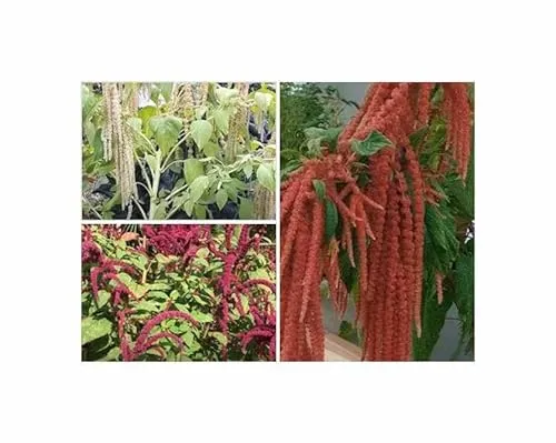 Fuchsschwanz Mischung Saatgut Garten Pflanzen - Samen F-S413 - Seeds & Plants Shop by Ipsa 1,5 g