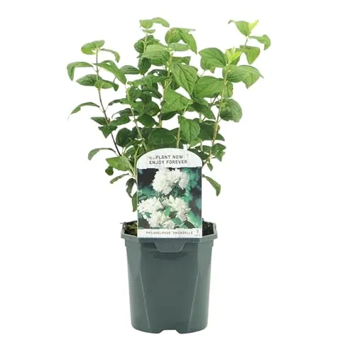 GreenboutiQ - Bauernjasmin - Philadelphus Snowbelle - Blüte Weiß - 1 Pflanze - Laubabwerfend - Wenig Pflege - Topf 17cm Höhe 45cm