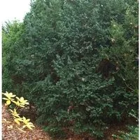 Produktbild Dunkle Straucheibe Schwarzgrün 50-60cm - Taxus baccata