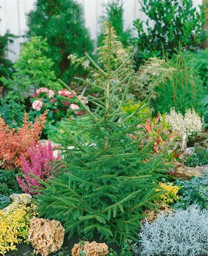 Picea Orientalis Aurea Compacta