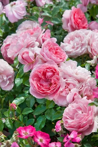 Pflanzen für Dich Rose Rosa Rosenfee - Die romantische Gartenrose 'Rosenfee' begeistert mit zartrosa, nostalgischen Blüten in üppigen Dolden. Ideal für Beete, Kübel oder als Solitär, bringt sie über viele Monate Farbe und Eleganz in Ihren Garten.
