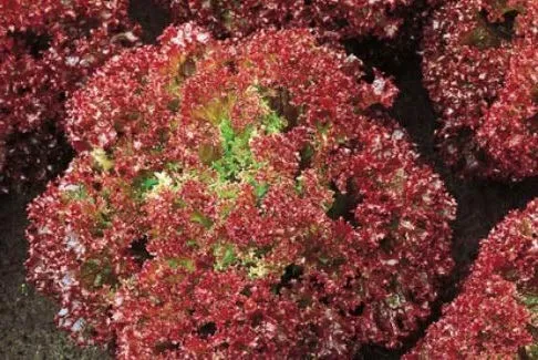 Stk - 750x Pflücksalat Lettuce Lollo Rossa EKO Salat Gemüse Pflanzen - Samen K453 - Seeds & Plants Shop by Ipsa