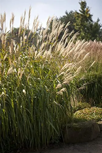 Miscanthus sinensis 'Adagio' 11x11 cm Topf – Winterhart, Mehrjährig, Pflegeleicht – Chinaschilf – Ziergras für Beet & Kübel