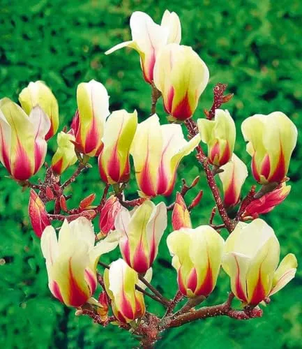 BALDUR Garten Magnolie Sunrise – Meisterzüchtung mit unvergleichlichem Farbspiel - Baumsamen & -pflanzen, winterhart und blühend, ideal für sonnige bis halbschattige Standorte, bringt unzählige Knospen für eine spektakuläre Blüte im April-Mai.