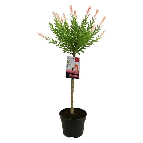 Bloomique