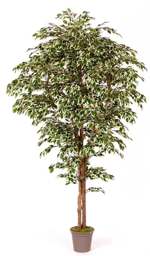 Kunstbaum Deko Ficus Benjamini Linette 200cm - Eleganter Ficus Benjamini mit naturgetreuen Stämmen, ideal zur Verschönerung Ihres Wohnraums. Perfekt für den Innenbereich und pflegeleicht, sorgt er für eine angenehme Atmosphäre in jedem Raum.