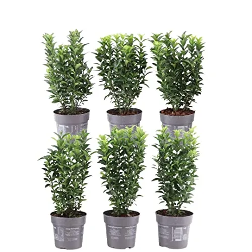 Plants by Frank | Grüne Spindelstrauch Hecke 1m | Euonymus japonicus 'Green Spire'