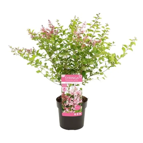Bloomique – Syringa Bloomerang Pink Perfume – Flieder – Zwergflieder – Rosa blühend – Gartenpflanze – Winterhart – 50–70 cm hoch – Topfgröße 19 cm