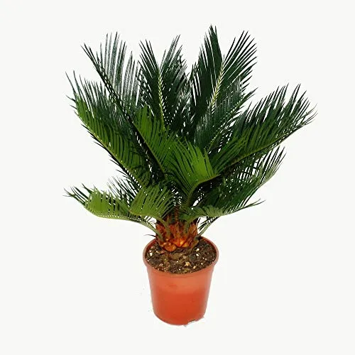 Exotenherz Cycas revoluta - Japanischer Palmfarn im 12cm Topf - Wunderschöner Japanischer Palmfarn im kompakten 12cm Topf, ideal für die Wohnung. Bringt exotisches Flair und ist pflegeleicht.