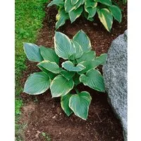Hosta X Cult. Fringe Benefit Funkie Ca. 11x11 cm Topf