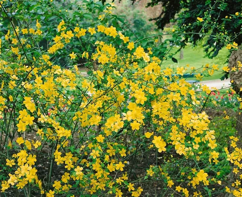Kerria japonica 'Golden Guinea' - Pflegeleichter Ranunkelstrauch mit leuchtend gelben Blüten - Ideal für Hecken und Beete, bringt dieser winterharte Strauch im Frühling Farbe in Ihren Garten. Pflegeleicht und robust, perfekt für Anfänger und Vielbeschäftigte.