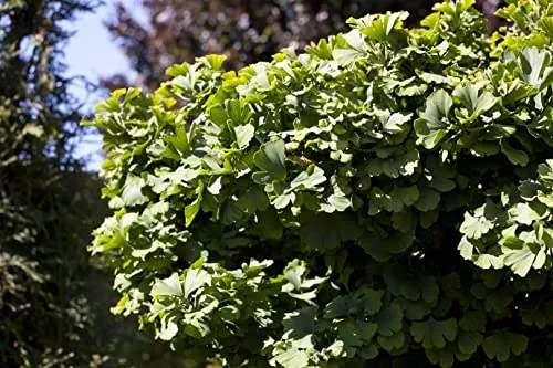 Ginkgo biloba 'Simon' 40-60 cm - Fächerblattbaum mit goldgelbem Herbstlaub - Dekorativer Fächerblattbaum mit einzigartigen Blättern, die im Herbst in warmen Tönen leuchten. Ideal für Gärten und Terrassen, pflegeleicht und robust, gedeiht in verschiedenen Böden. Frosthart bis -20 °C.