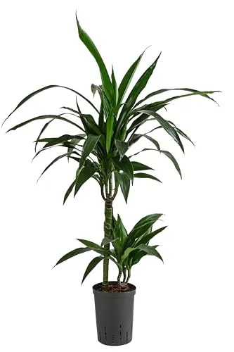 Drachenbaum 'Janet Lind' - Dracaena in Hydrokultur, Dunkelgrün - Exotische Zimmerpflanze in Hydrokultur, pflegeleicht und luftreinigend, ideal für ein gesundes Wohnklima.