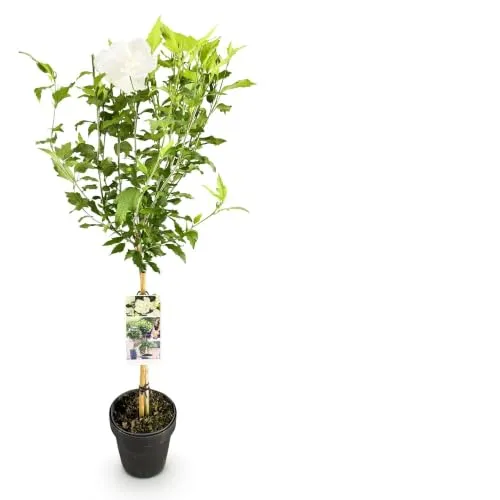 GreenboutiQ