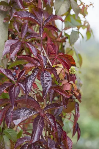 Parthenocissus Quinquefolia Wilder Wein 100–150 cm - Kletterpflanze mit leuchtend roten Herbstblättern, ideal zur Fassadenbegrünung. Winterhart und pflegeleicht, bietet sie Vögeln Schutz und Nahrung.