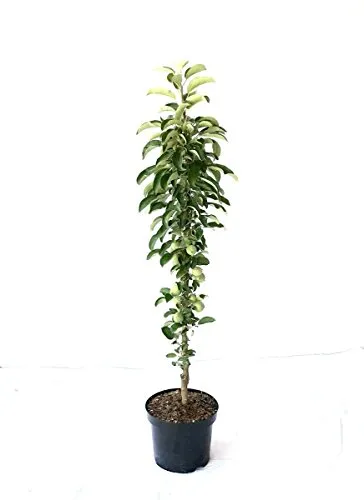 Säulenapfel 1a-plant Peke® saftig süß mit angenehmer Säure ca 80-120 cm Unterlage: M 7