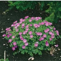 Geranium Sanguineum Nanum Blutstorchschnabel Ca. 9x9 cm Topf